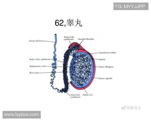掌握踢足球的脚法技巧提升球技的全面指南与实用训练方法分享